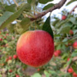 Meet your Posher, Brynlea